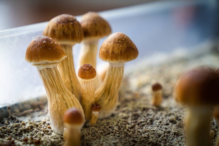 Potential of CBD